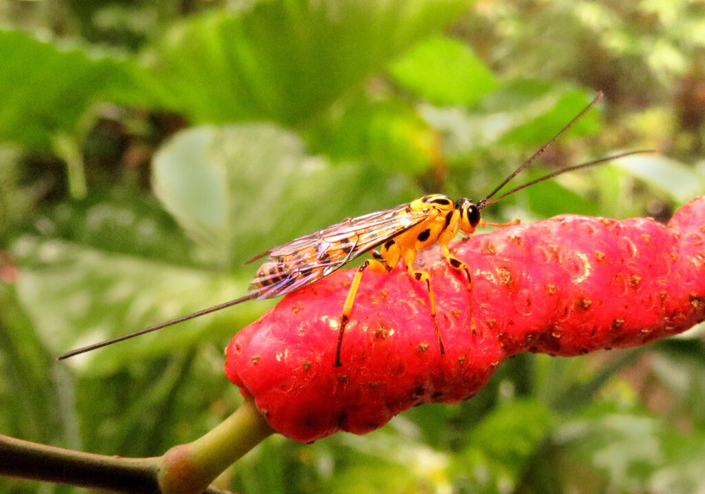 Ichneumonid Wasps