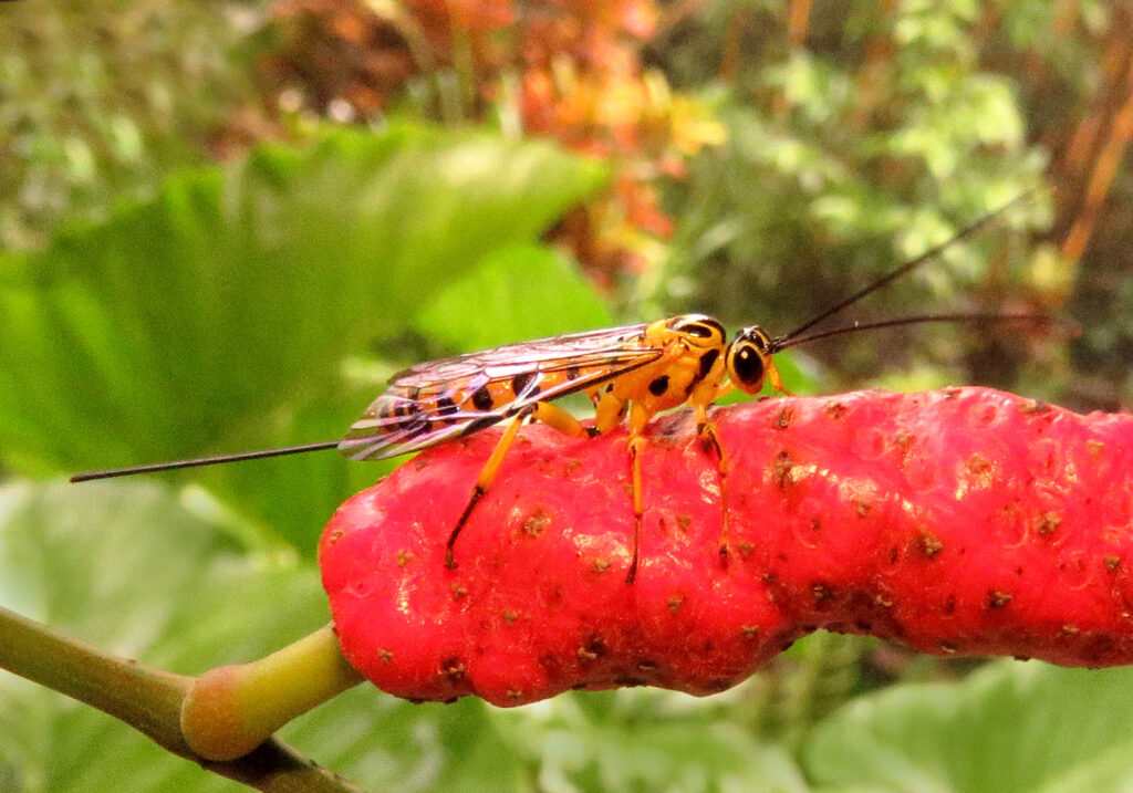 Ichneumonid Wasps