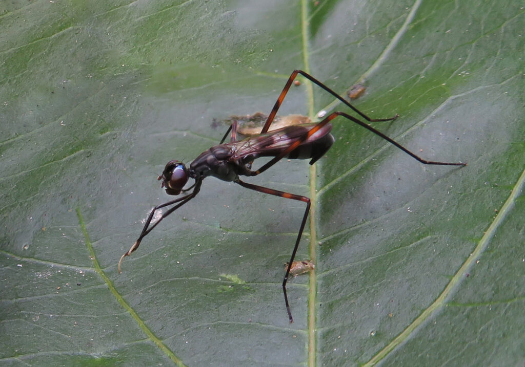 Lalat Berkaki Panjang (Famili Micropezidae)