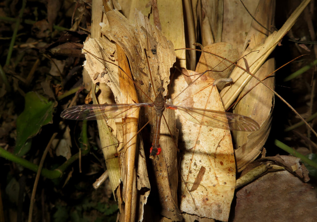 Large Crane Flies