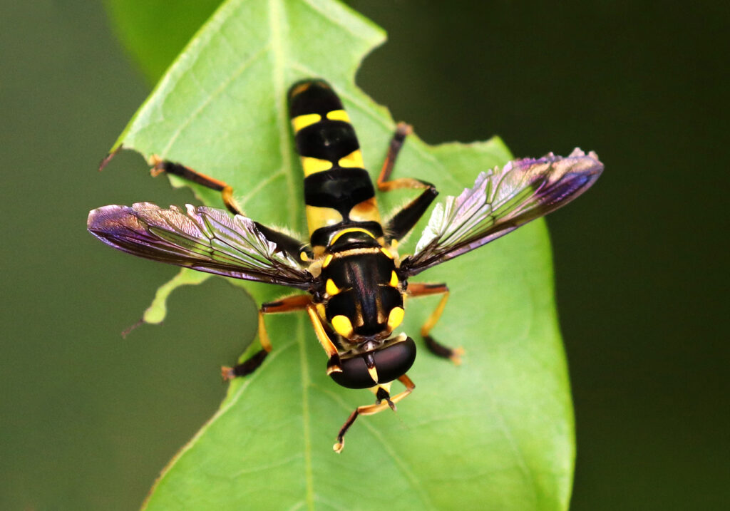 Hover Flies (Family Syrphidae)