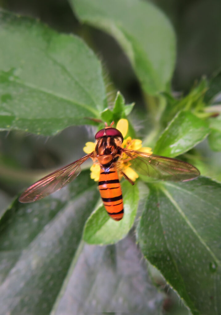 Typical Hover Flies (Subfamily Syrphinae)