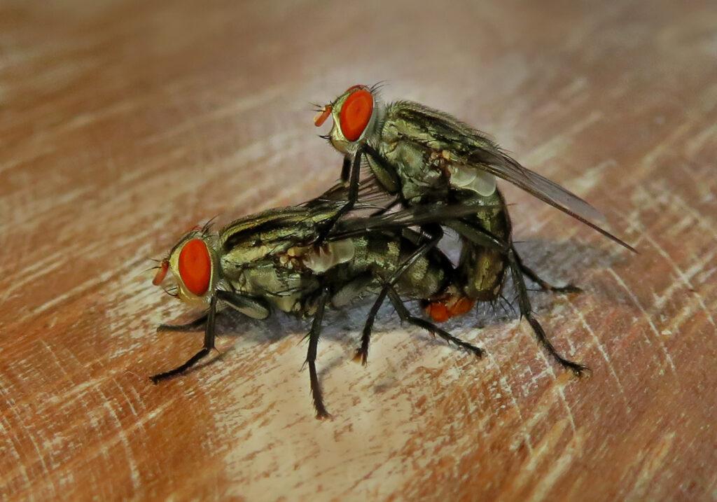 Lalat Daging (Famili Sarcophagidae)