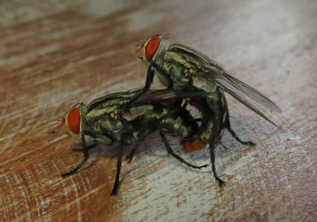 Lalat Daging (Famili Sarcophagidae)