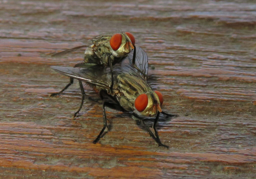 Lalat Daging (Famili Sarcophagidae)