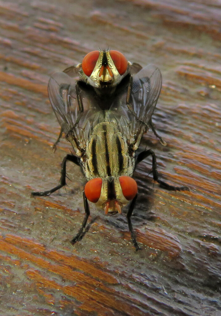 Lalat Daging (Famili Sarcophagidae)