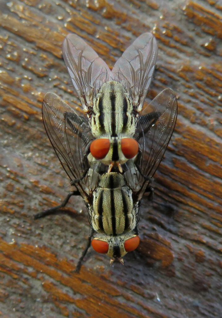 Lalat Daging (Famili Sarcophagidae)