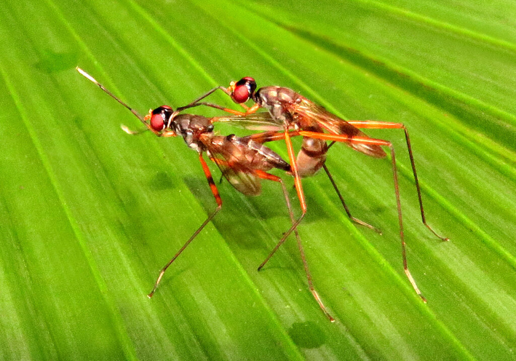 Lalat Berkaki Panjang (Famili Micropezidae)