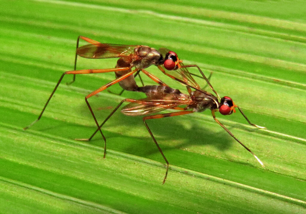 Lalat Berkaki Panjang (Famili Micropezidae)