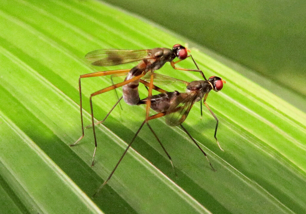 Lalat Berkaki Panjang (Famili Micropezidae)