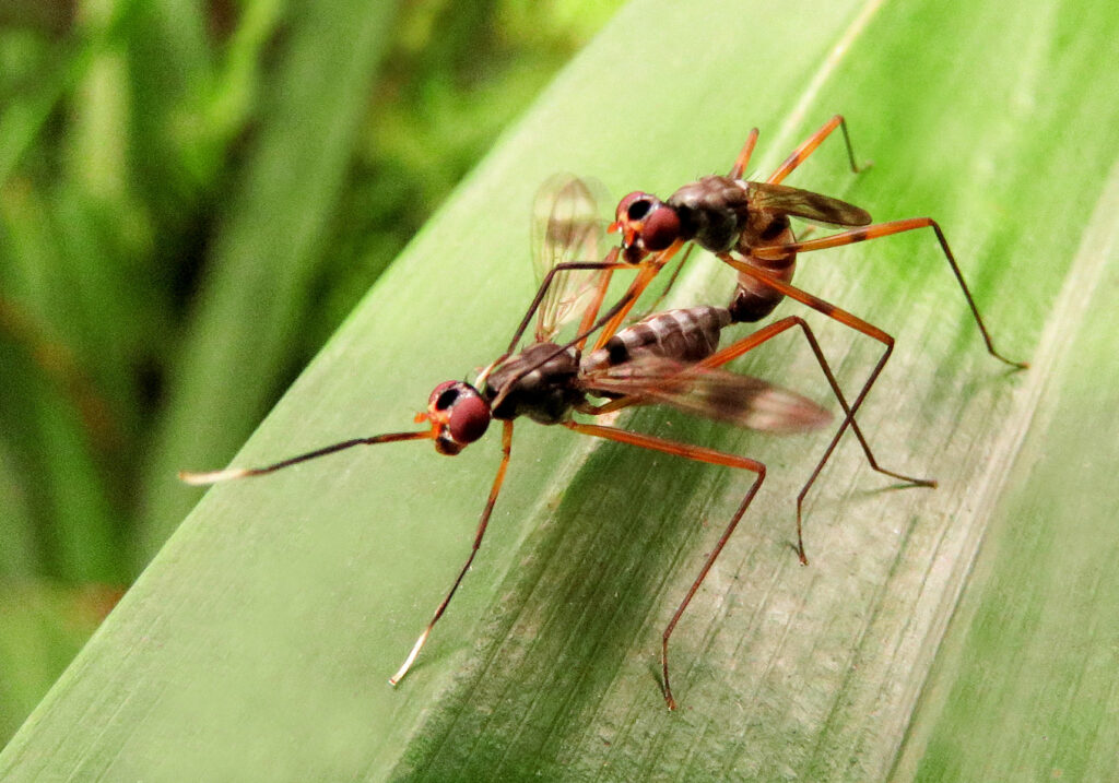 Lalat Berkaki Panjang (Famili Micropezidae)