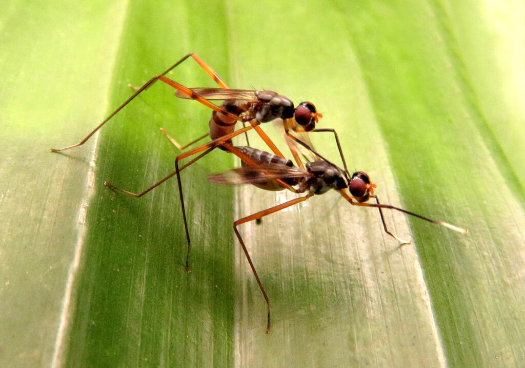 Lalat Berkaki Panjang (Famili Micropezidae)