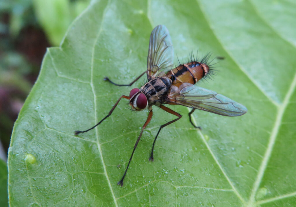 Tachinid Flies