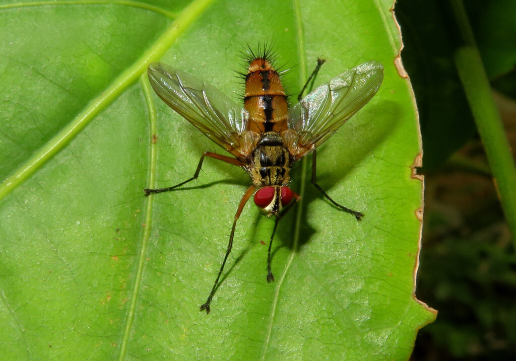 Tachinid Flies