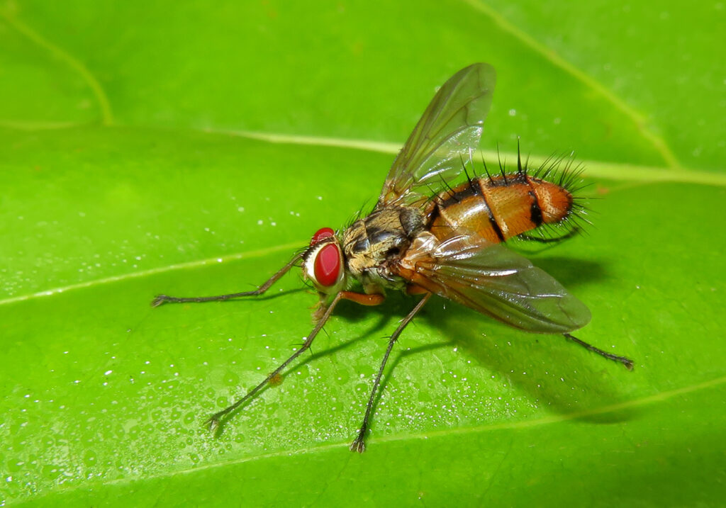 Tachinid Flies