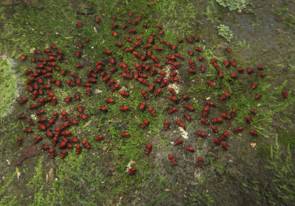 Bark Lice, Book Lice, and Parasitic Lice