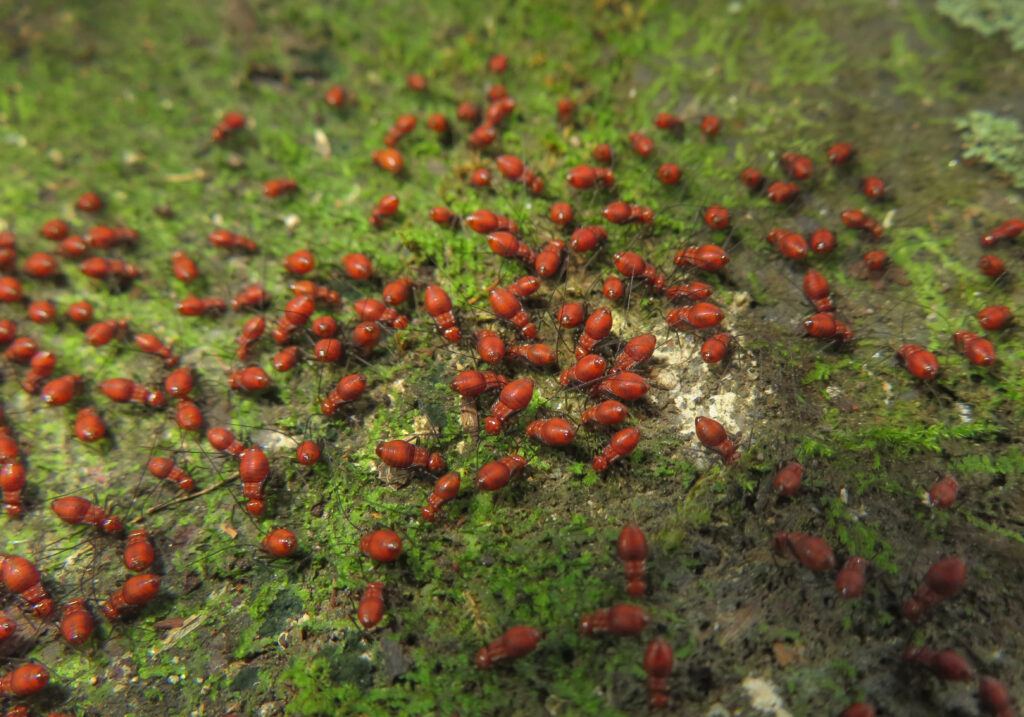 Bark Lice, Book Lice, and Parasitic Lice