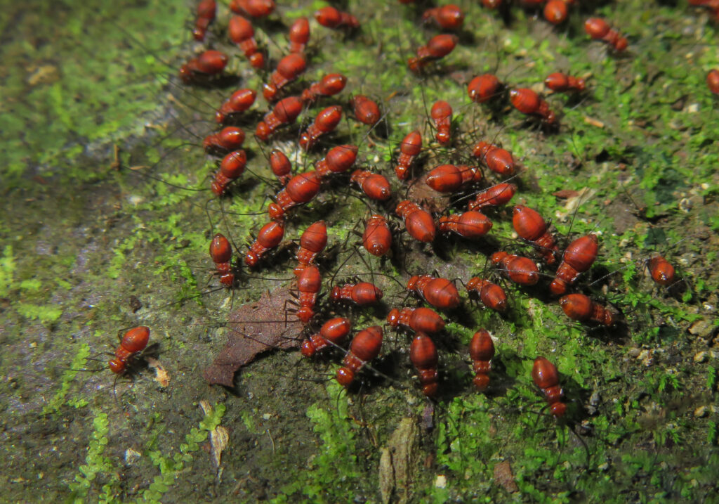 Bark Lice, Book Lice, and Parasitic Lice