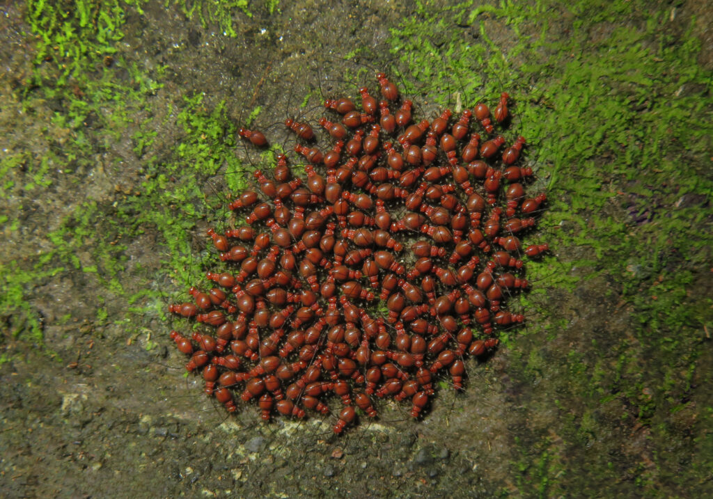 Bark Lice, Book Lice, and Parasitic Lice