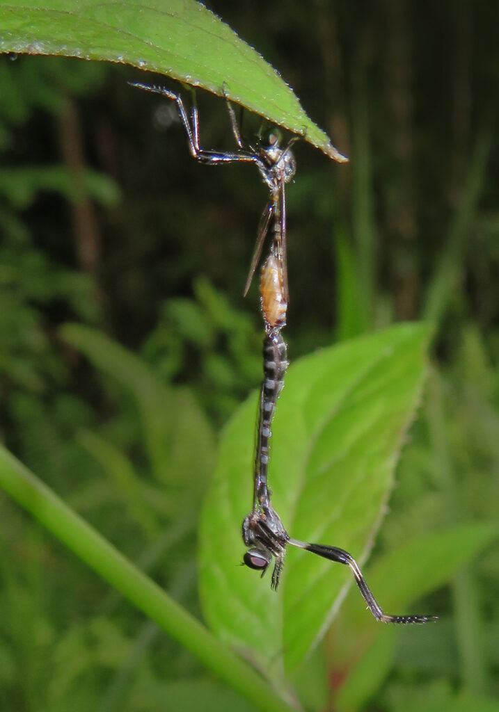 Lalat Perampok