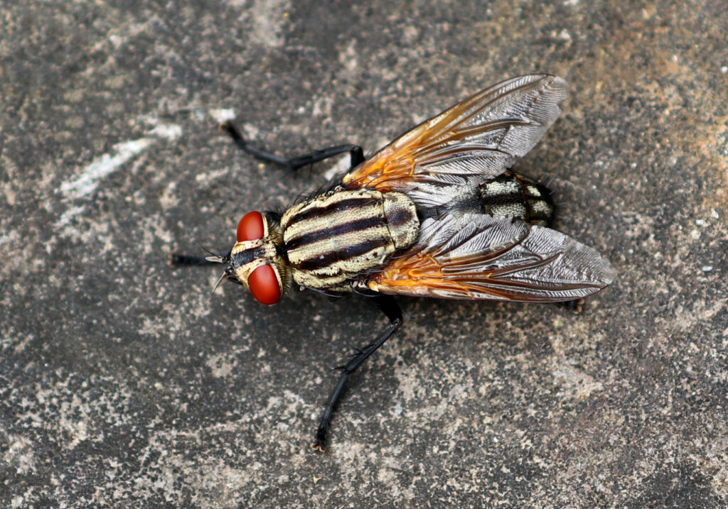 Lalat Daging (Famili Sarcophagidae)