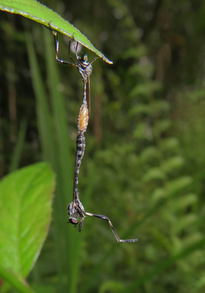 Lalat Perampok