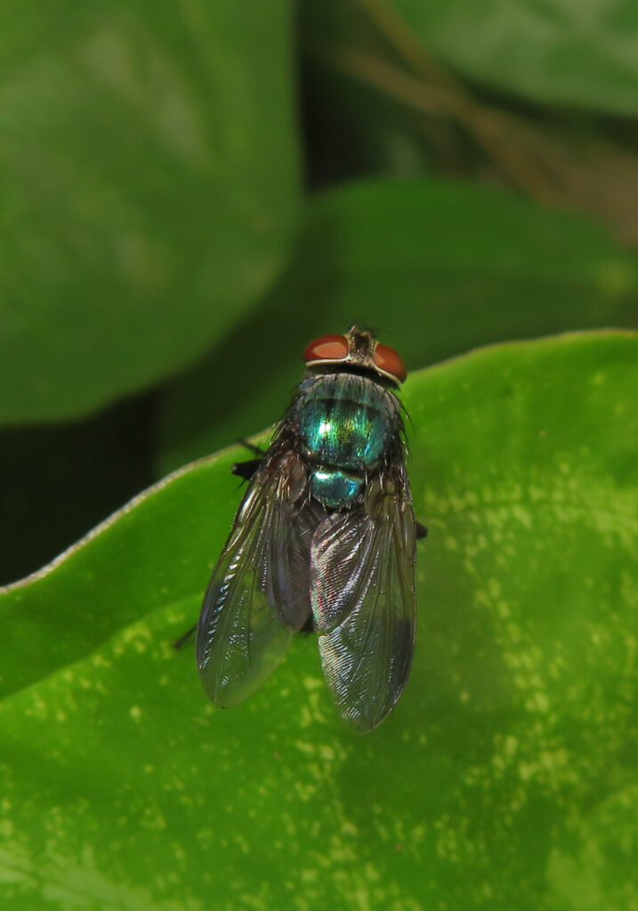 Lalat Cyclorrhaphan (Infraordo Cyclorrhapha)