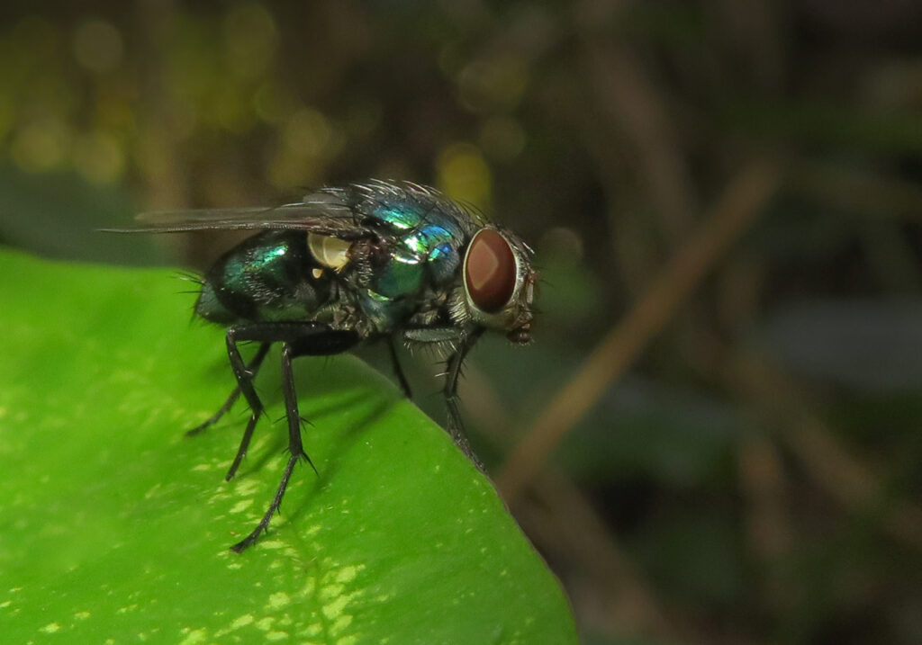 Lalat Cyclorrhaphan (Infraordo Cyclorrhapha)
