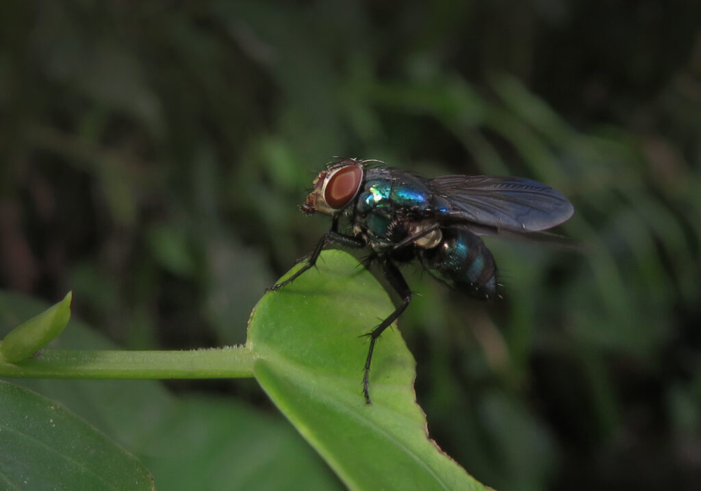 Lalat Cyclorrhaphan (Infraordo Cyclorrhapha)