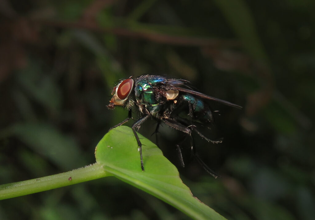 Lalat Cyclorrhaphan (Infraordo Cyclorrhapha)