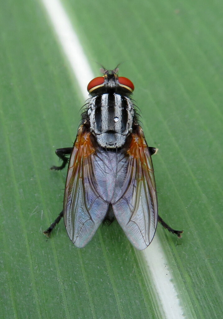 House Flies and Allies