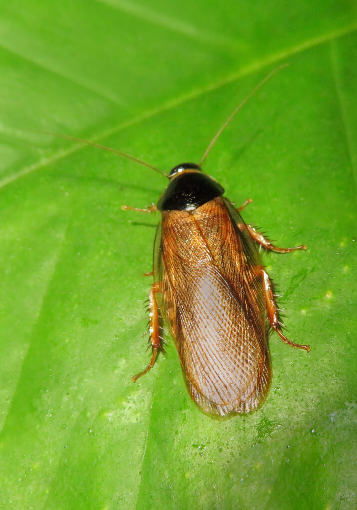 Genus Pycnoscelus
