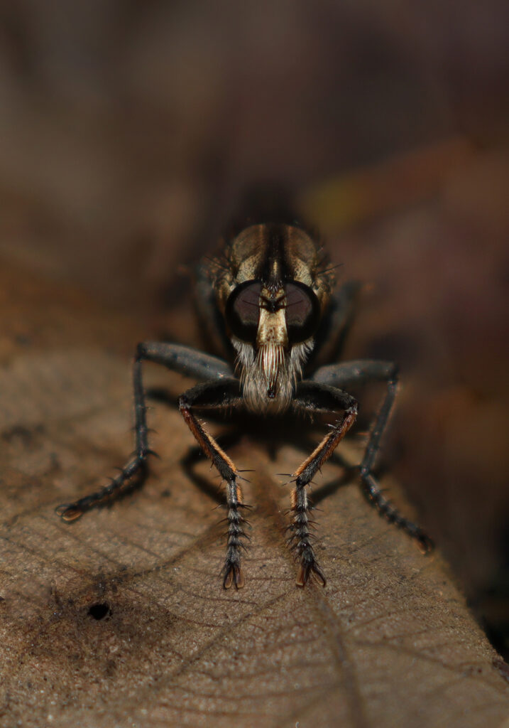 Lalat Perampok