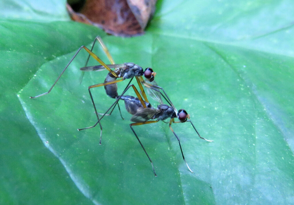 Lalat Berkaki Panjang
