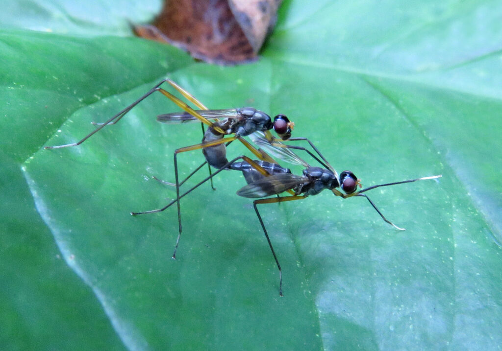 Lalat Berkaki Panjang