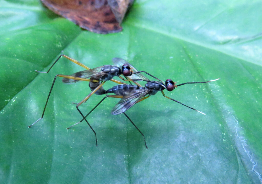 Lalat Berkaki Panjang