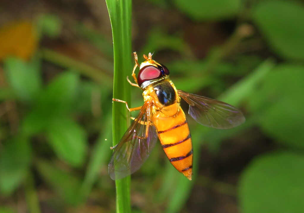 Typical Hover Flies