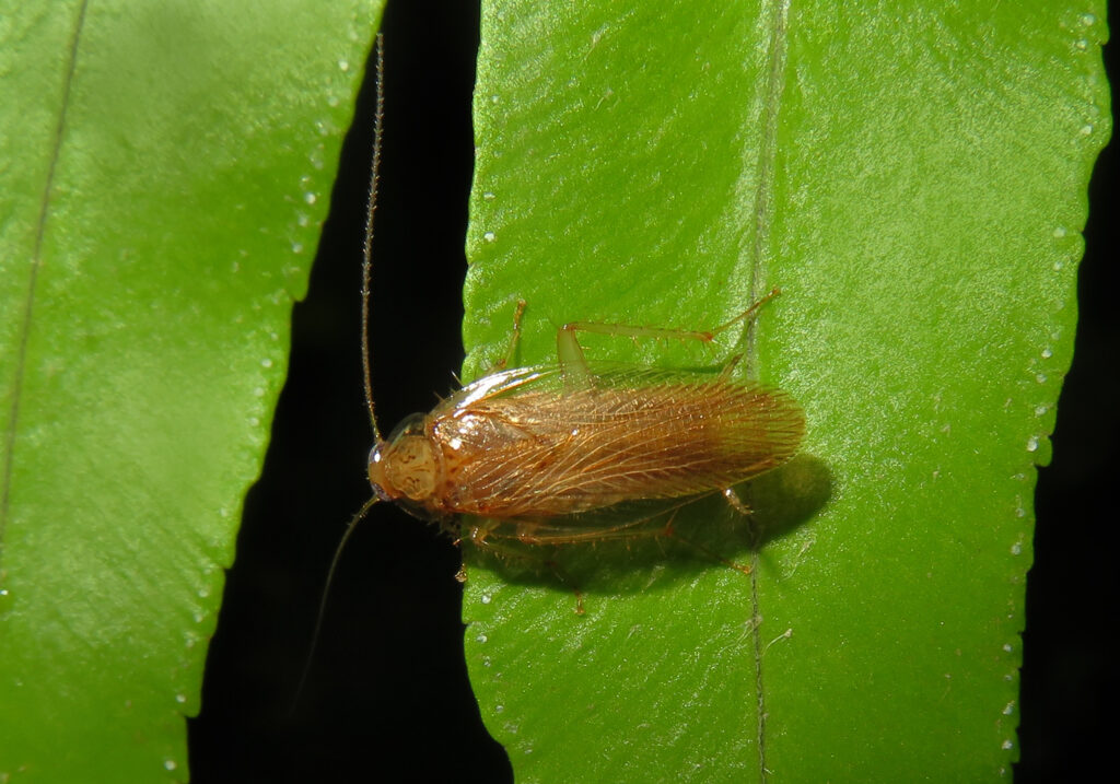 Genus Pycnoscelus