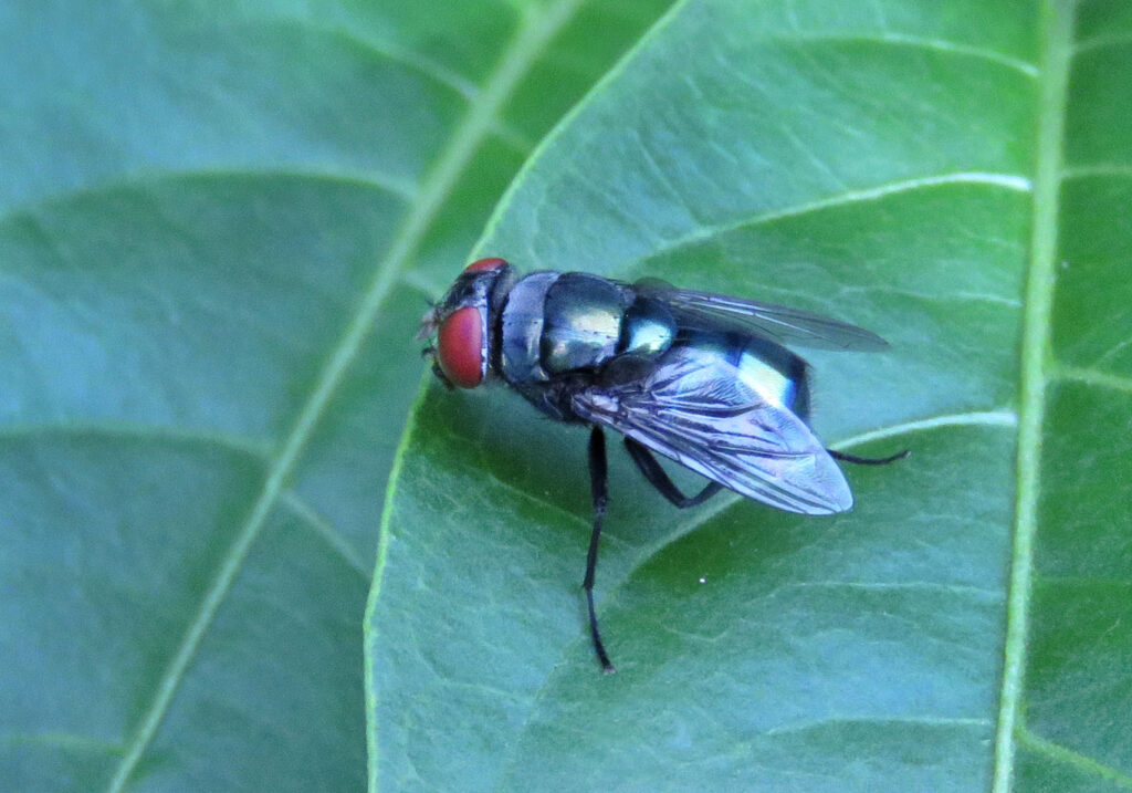 Blow Flies