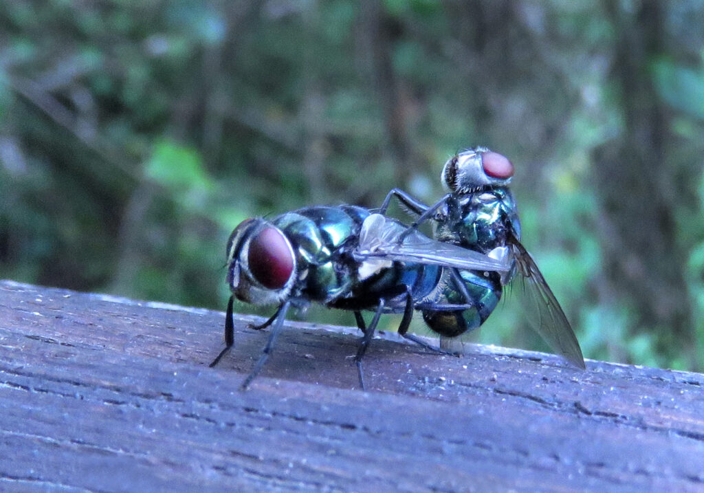 Lalat Hijau (Famili Calliphoridae)