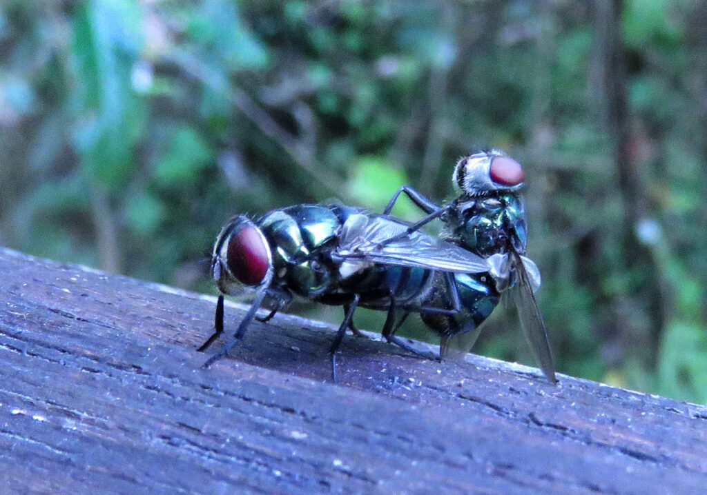 Lalat Hijau (Famili Calliphoridae)