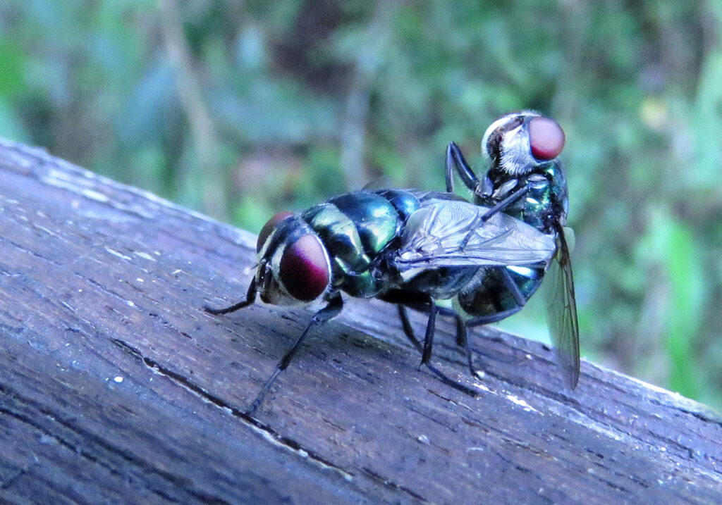 Lalat Hijau (Famili Calliphoridae)
