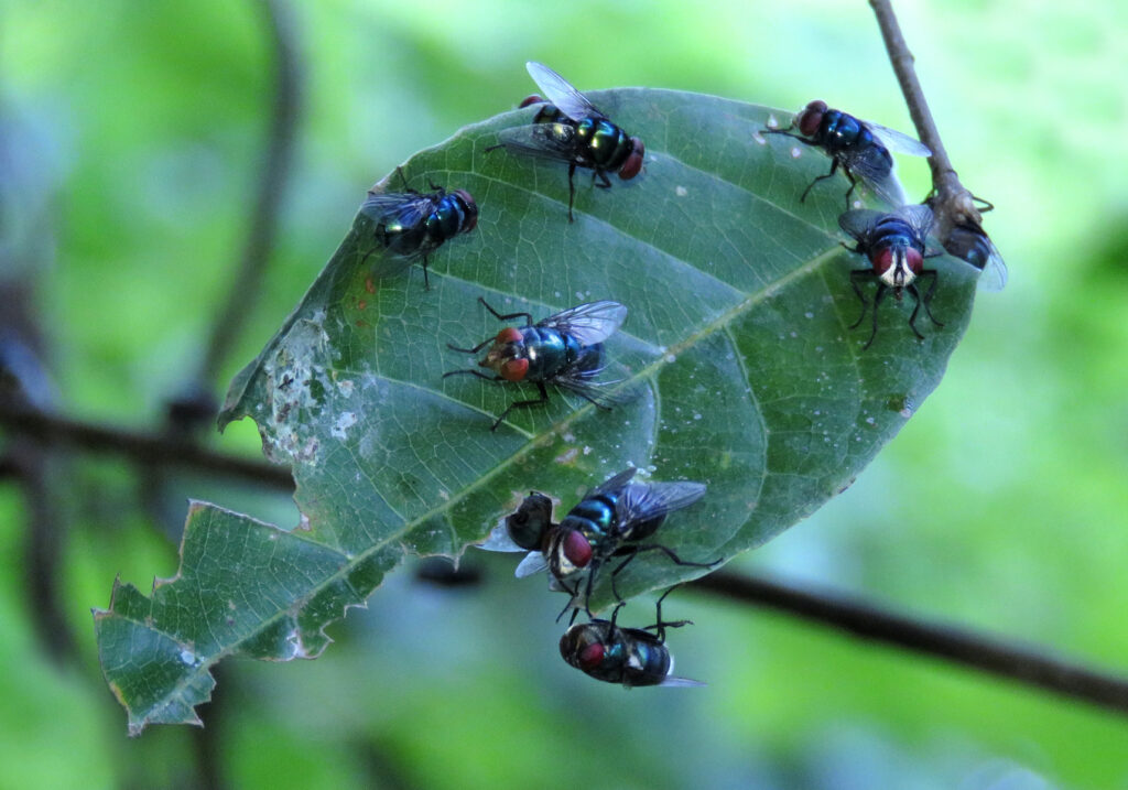 Lalat Hijau (Famili Calliphoridae)
