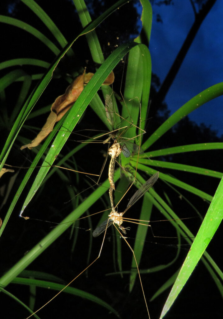Large Crane Flies