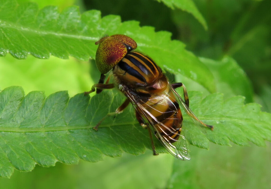 Lagoon Flies (Genus Eristalinus)