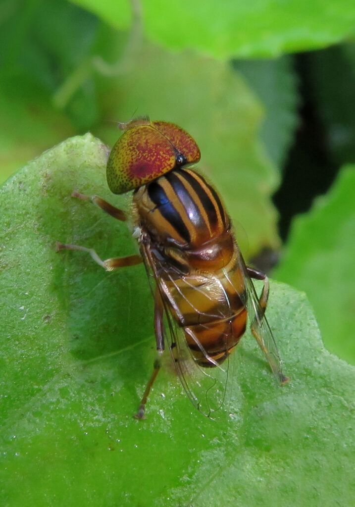 Lagoon Flies (Genus Eristalinus)