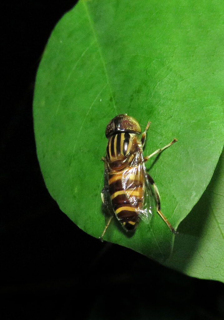Lagoon Flies (Genus Eristalinus)