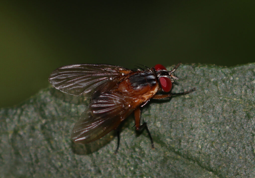 Muscoid Flies