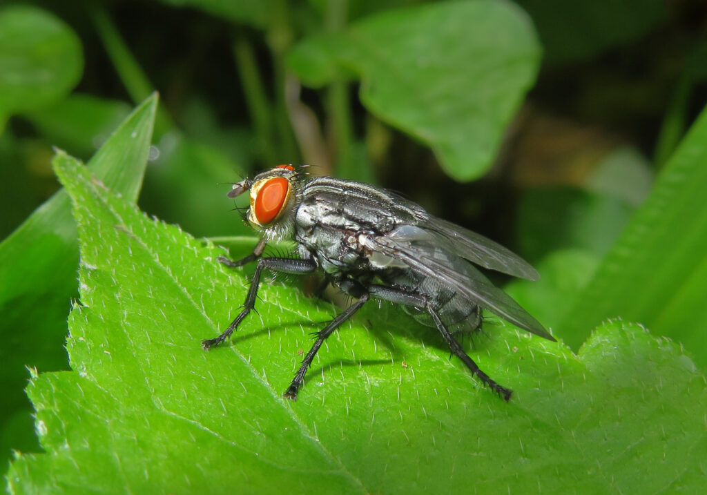 Lalat Bot, Lalat Hijau, dan Sekutunya