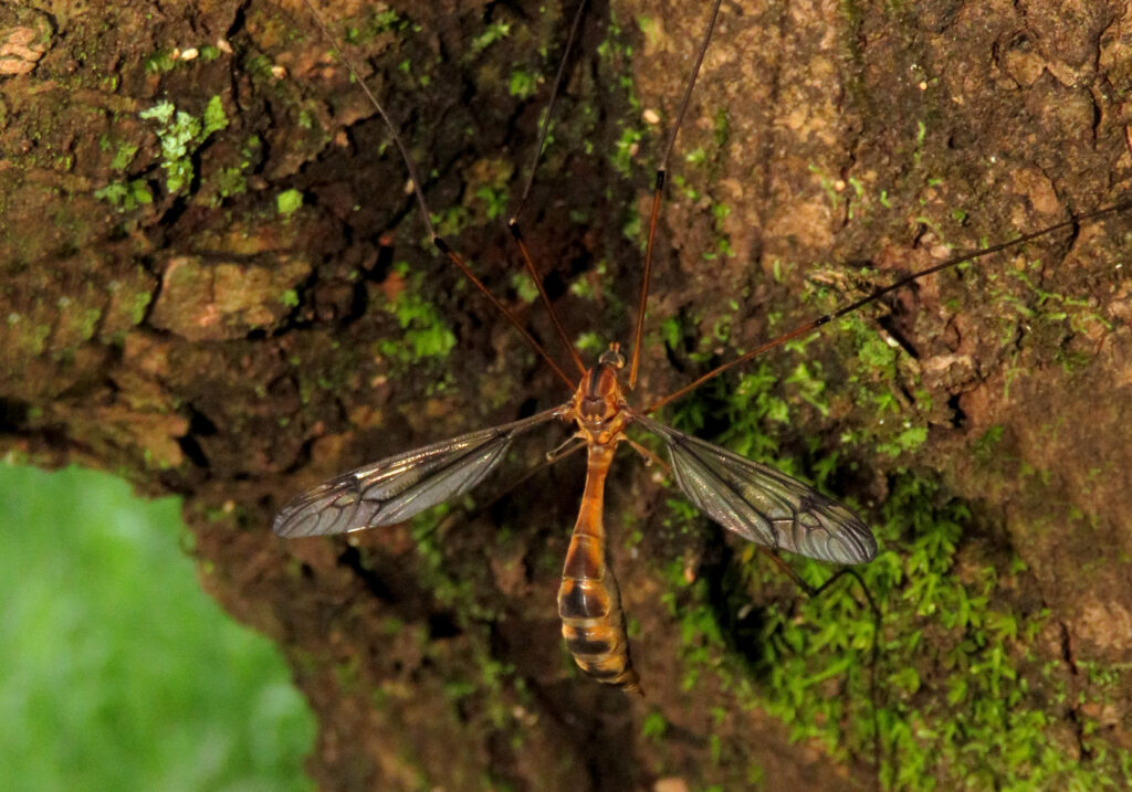 Large Crane Flies